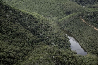 Manejo florestal responsÃ¡vel garante sustentabilidade da produÃ§Ã£o da CENIBRA