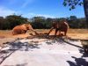 Zoológico de BH é uma ótima opção de passeio para todas as idades(Foto: Alexandre Miquelete)