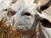 Confirmado caso de vaca louca em frigorífico de Belo Horizonte(Foto: Divulgao/Agncia Brasil)