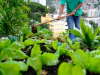 Nova lei pretende estimular a produção de alimentos nas cidades(Foto: Divulgao/Agncia Brasil)